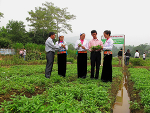 Nhân dân các xã trong huyện Lương Sơn thăm quan mô hình trồng rau muống sạch của gia đình chị Nguyễn Thị Huệ ở xóm Mòng, thị trấn Lương Sơn (Lương Sơn).